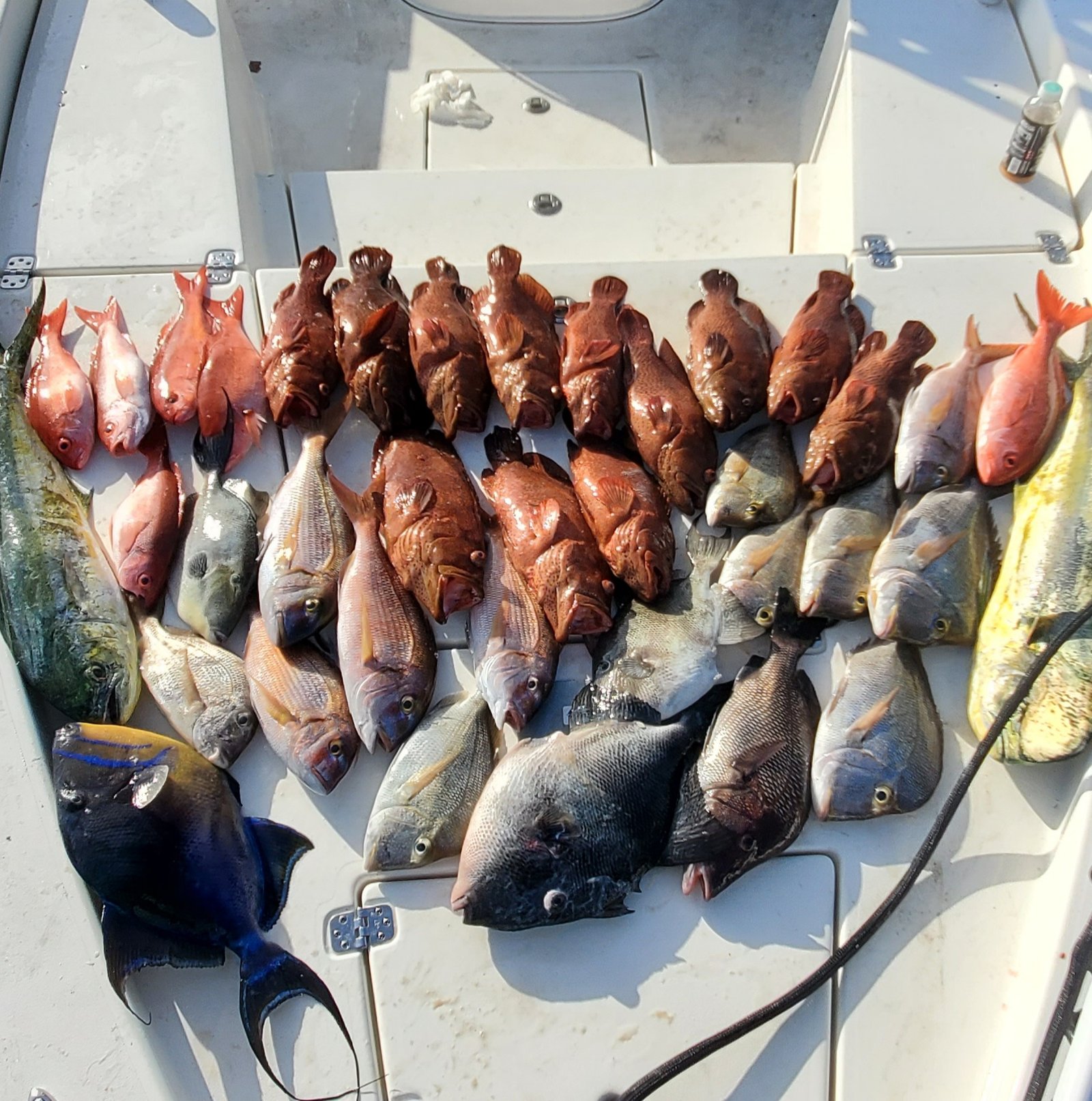 fishing charters, bottom fishing charters, deep sea fishing charter, offshore fishing, fishing trips